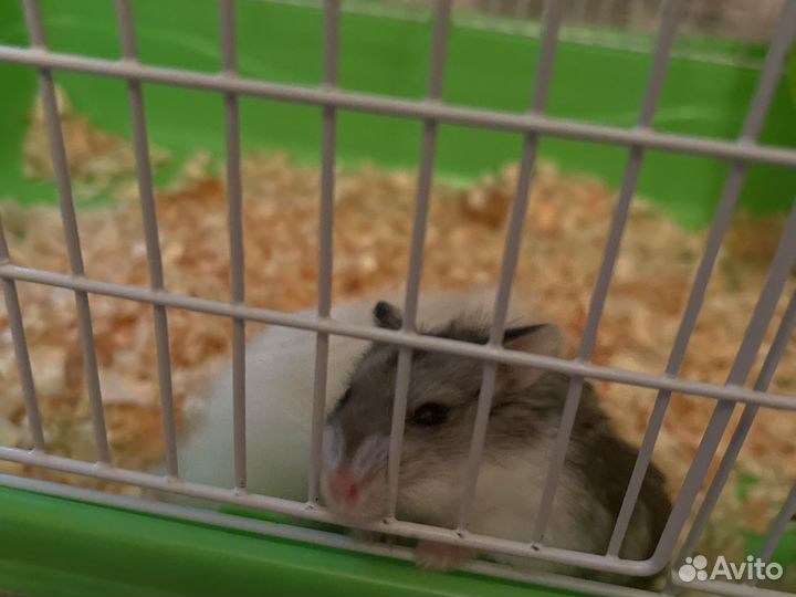 Хомячки с клеткой