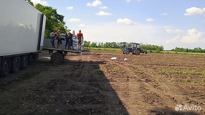 Картофель Оптом Краснодар 29.07.2023