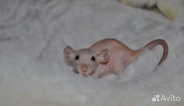 Лысая крыса сфинкс Дамбо