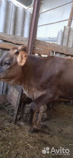 Продаются бычок и тёлочка