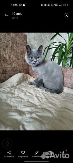 Отдам кошку в добрые руки