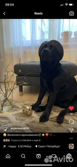 Собака для фотосессии съемки лабрадор