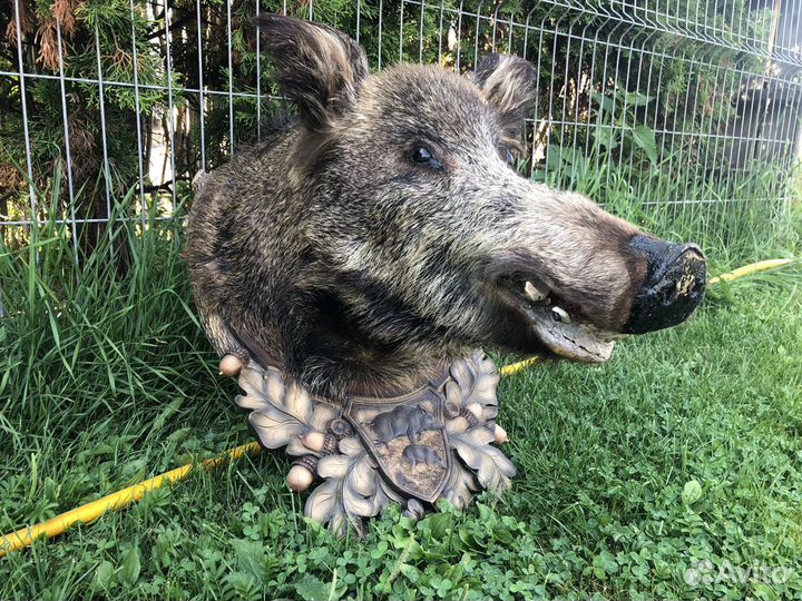 Голова кабана