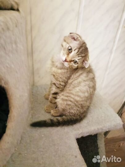 Котята метисы