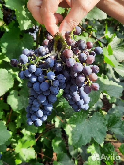 Продажа саженцев