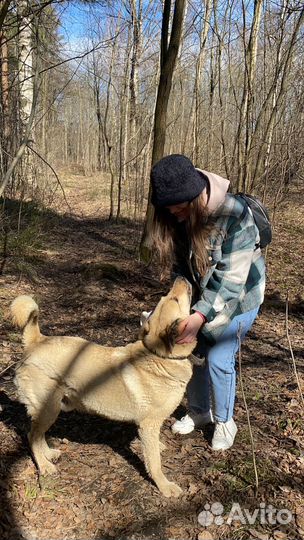 Няня для собаки,выгул и передержка собак