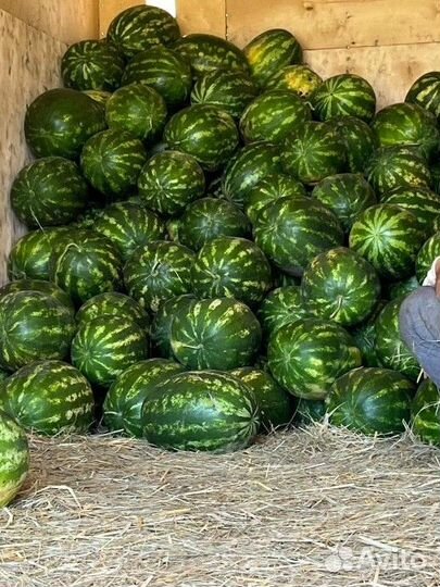 Арбузы