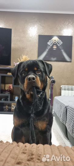 Вязка ротвейлера