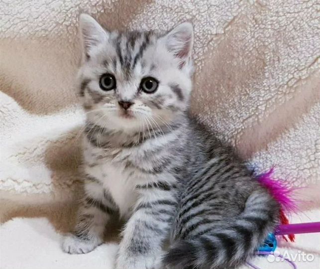 Британские котята