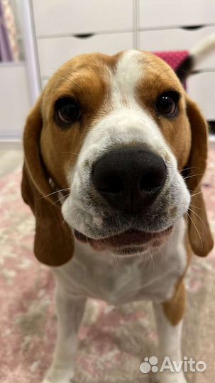 Бигль вязка