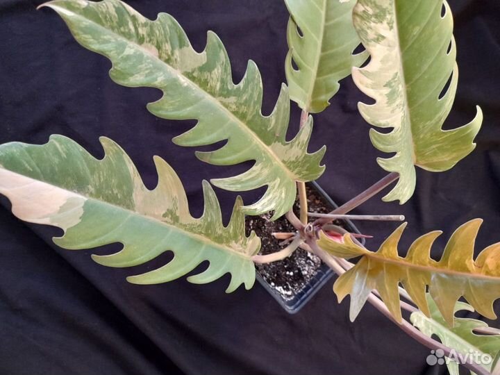 Цветочное ассорти Филодендрон Карамель марбл