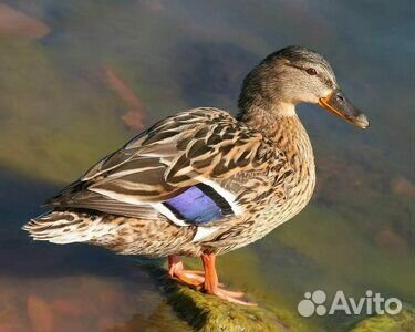 Подсадные утки