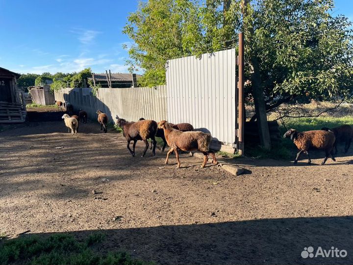 Эдельбаевские овцы