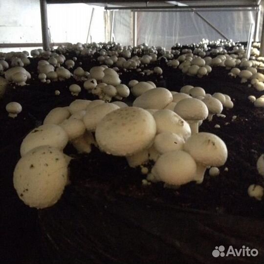 Грибной компост в мешках