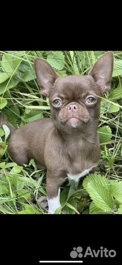 Вязка собак чихуахуа