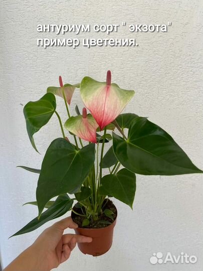 Антуриум сорта 