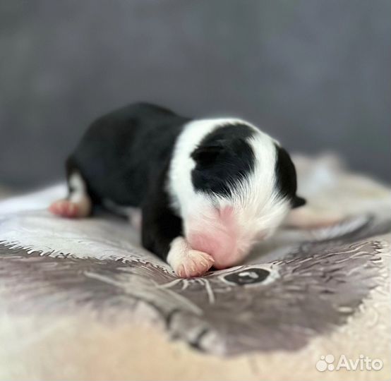 Щенок бордер колли девочка