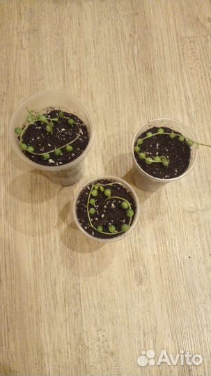 Крестовник роули