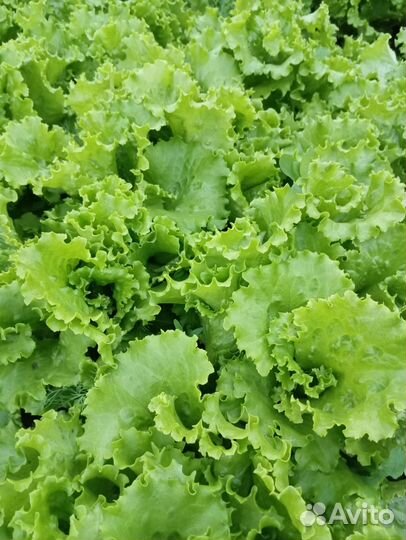 Салат, укроп