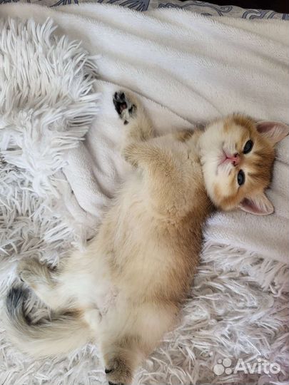 Британские котята