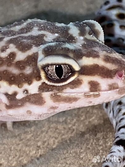 Эублефар самец вязка