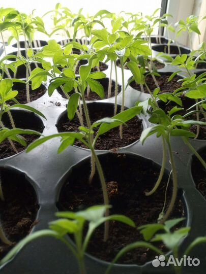 Рассада помидор