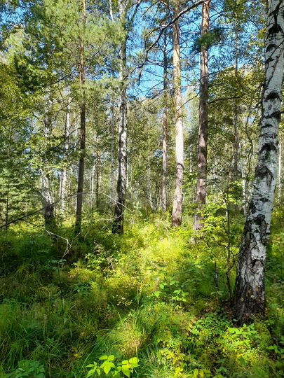 Участок 16 сот. (ИЖС)