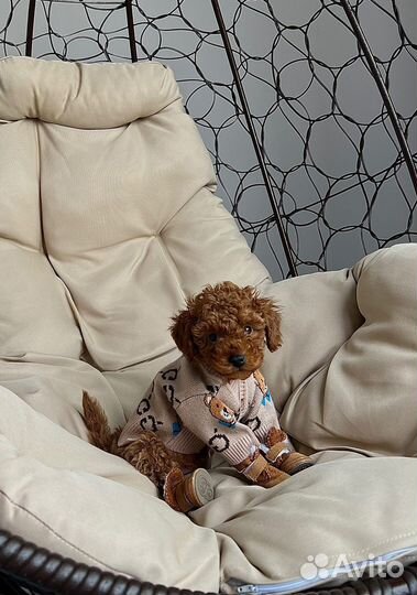 Одежда для собак