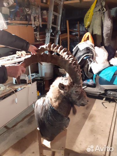 Колекционирование.Чучело Козерога