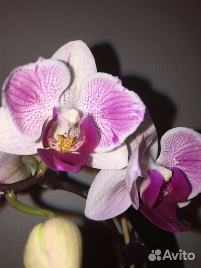 Орхидея Phal. Little Gem Stripes (peloric - 2 eyes