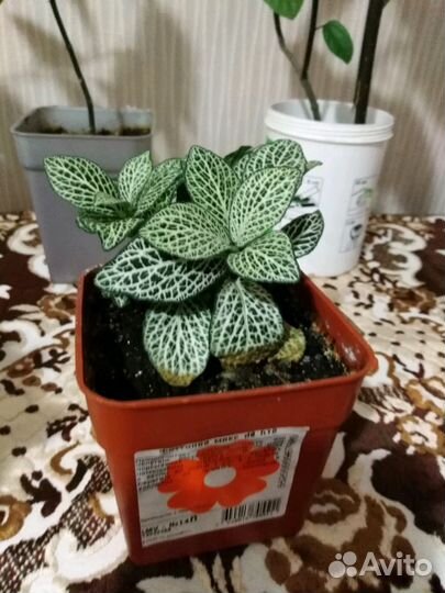 Фитония микс