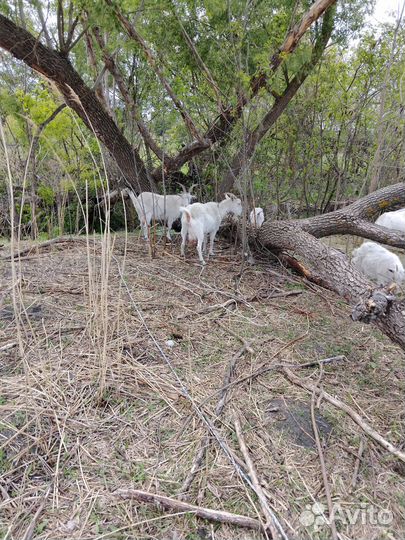 Домашние животные