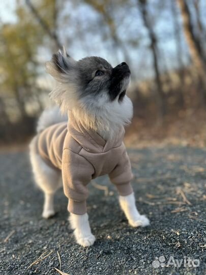 Одежда для маленьких собак