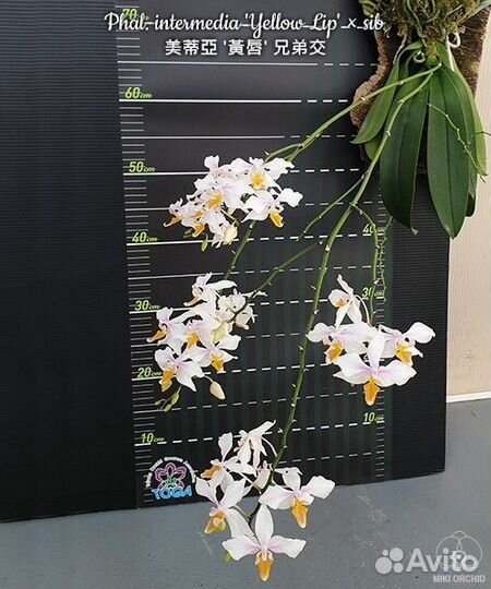 Орхидея intermedia yellow lip