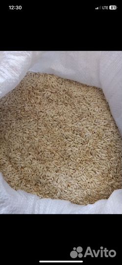 Семена огурцов