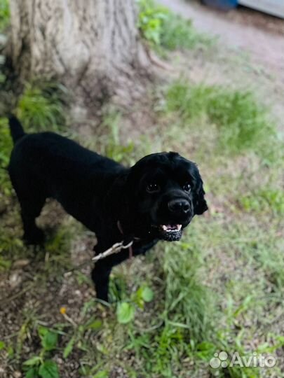 Кокер спаниель. вязка