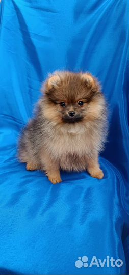 Щенки шпица для фотосессии