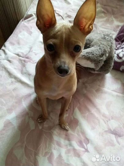 Той-терьер,вязка