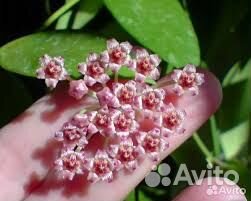 Хойя Gracilis. Хойя Australis. Хойя Каудата