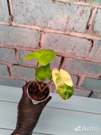 Филодендроны 2