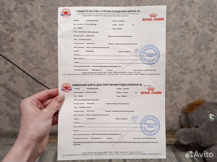 Кобель для вязки немецкий шпиц