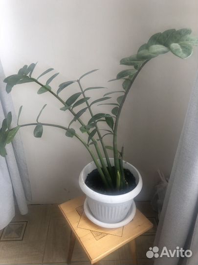 Замиокулькас