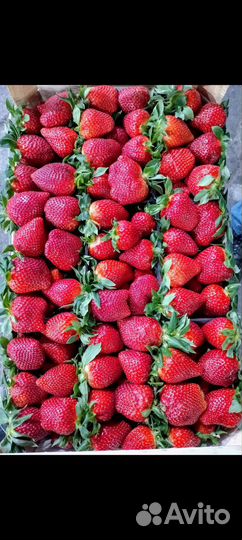 Свежая клубника