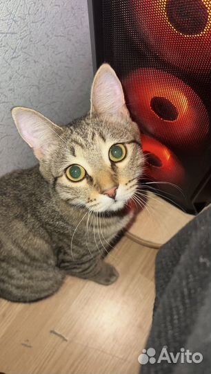 Котик в добрые руки