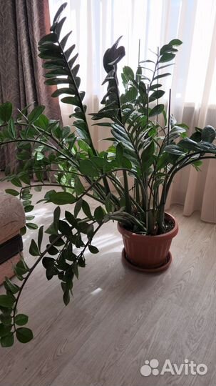 Замиокулькас