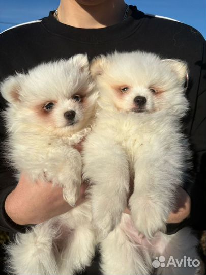 Щенки шпица