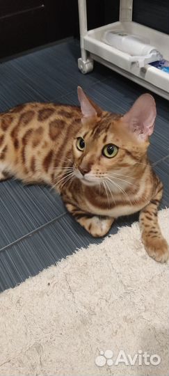 Бенгальская кошка
