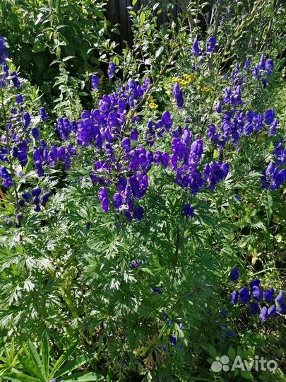 Садовые многолетники