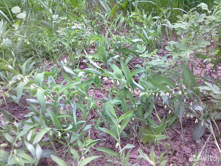 Навоз и перегной из экологически чистых мест