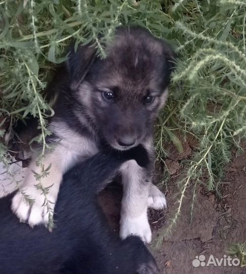 Щенки мальчики и девочки